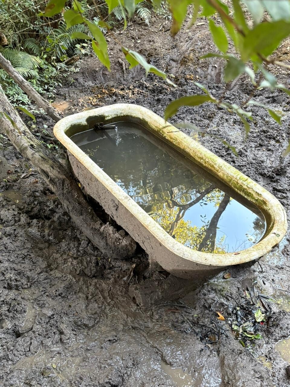 Área rural para venda em Dom Viçoso MG