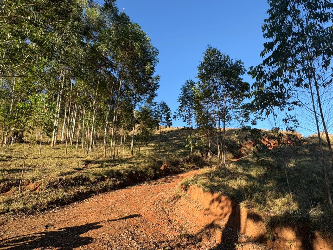 Área rural para venda em Dom Viçoso MG
