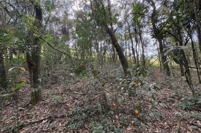 Sítio para venda em Dom Viçoso MG