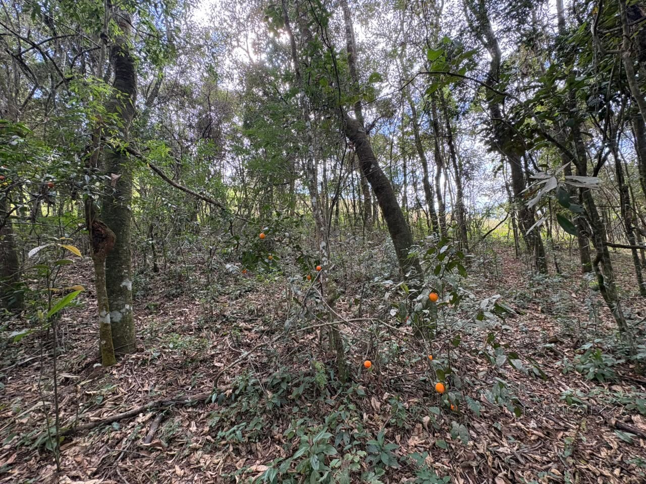 Sítio para venda em Dom Viçoso MG