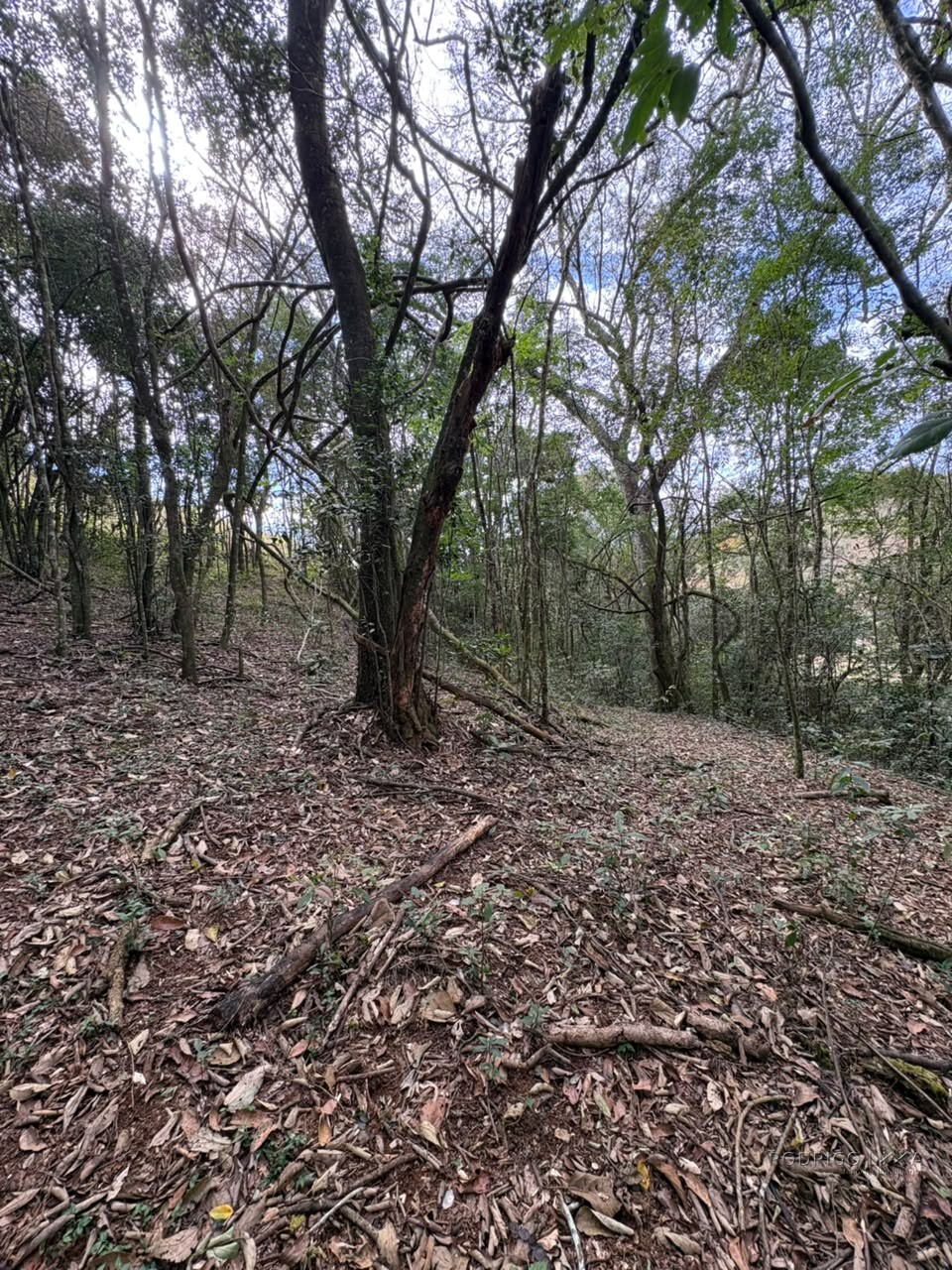 Sítio para venda em Dom Viçoso MG