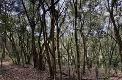 Sítio para venda em Dom Viçoso MG