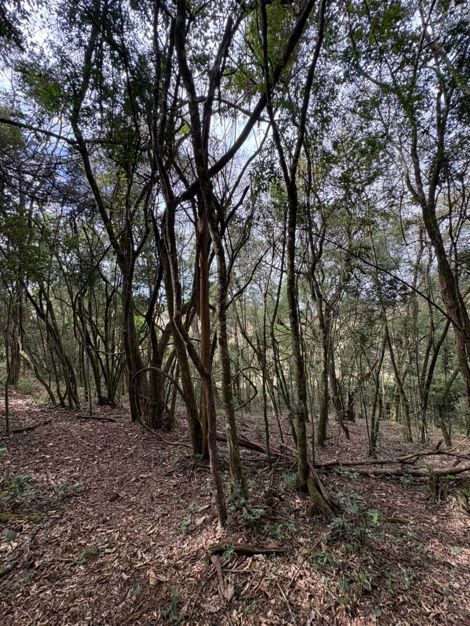 Sítio para venda em Dom Viçoso MG
