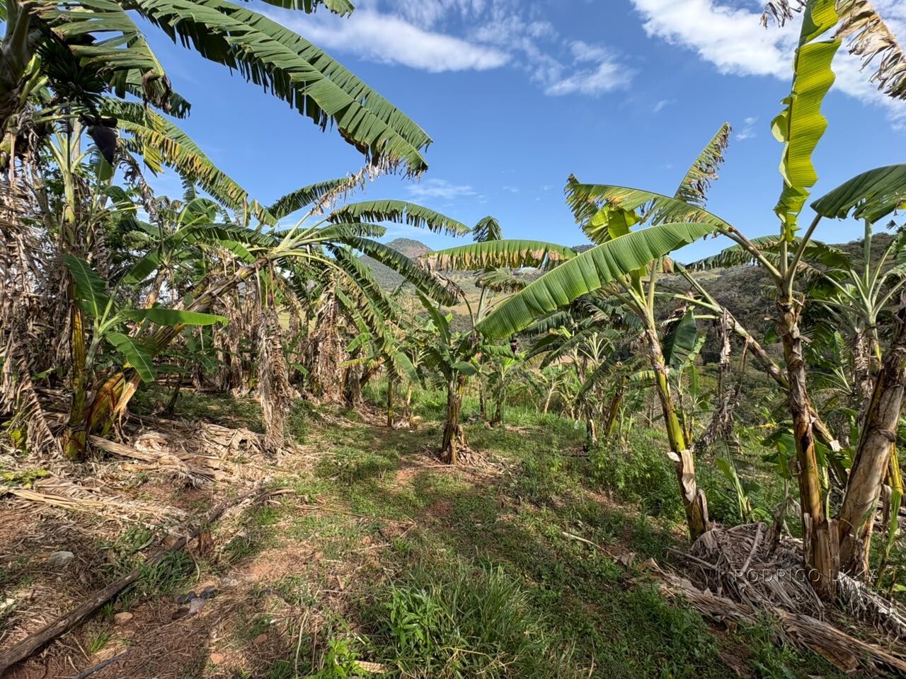 Sítio para venda em Dom Viçoso MG