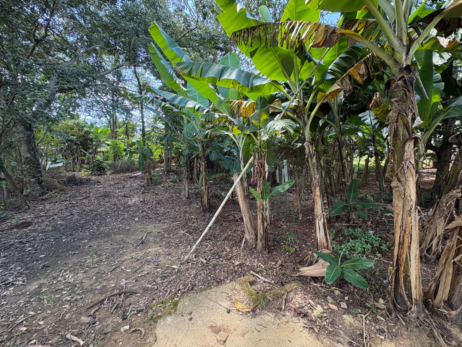 Casa para venda em Dom Viçoso MG
