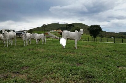 Fazenda para venda em Poços de Caldas MG