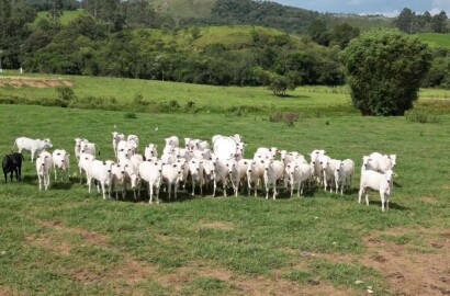 Fazenda para venda em Poços de Caldas MG