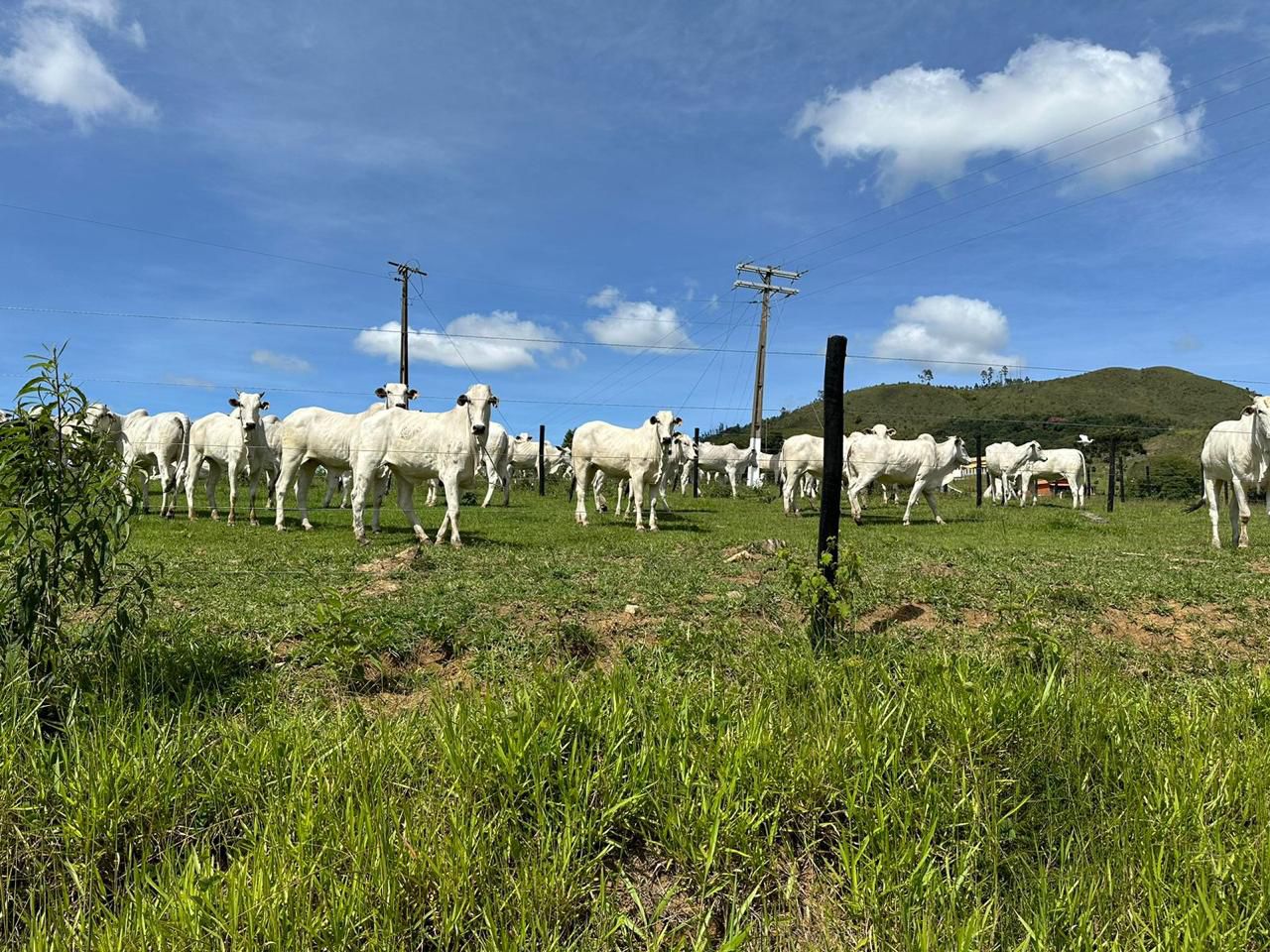 Fazenda para venda em Poços de Caldas MG