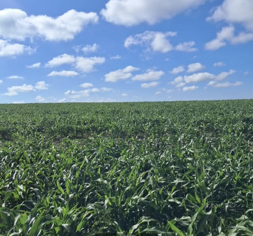 Espetacular fazenda para venda Cristais - MG.