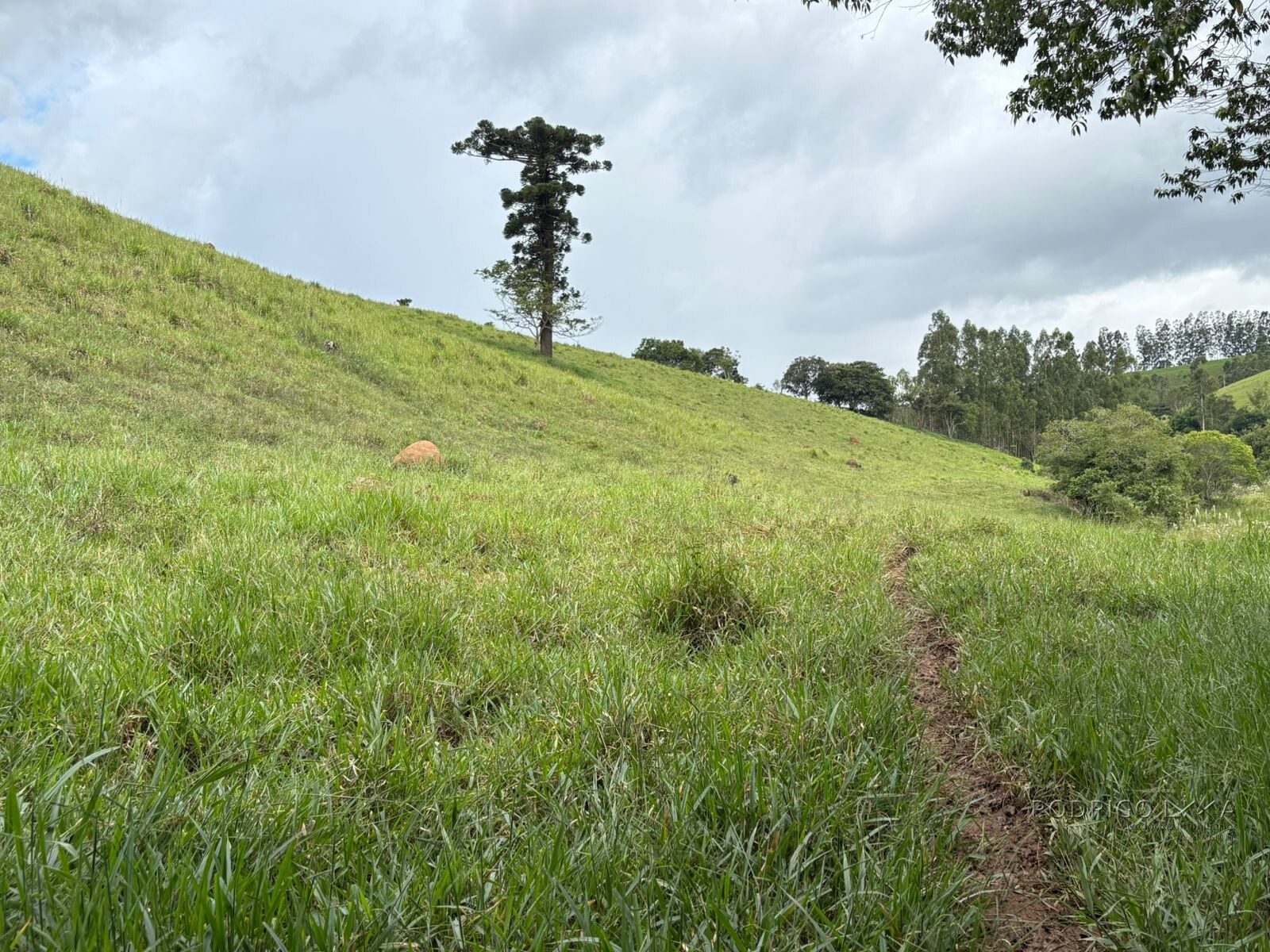 Área rural para venda em Dom Viçoso MG