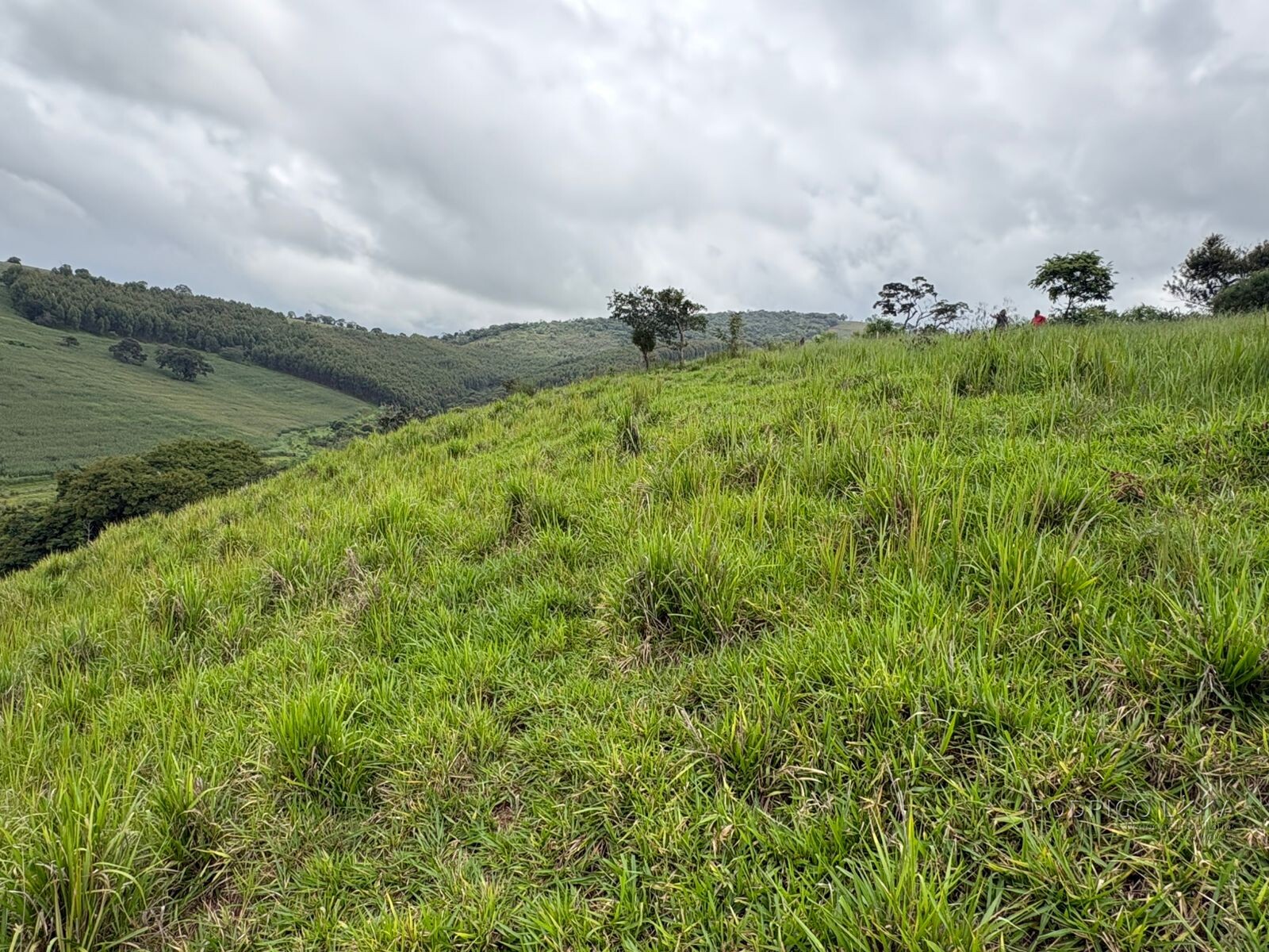 Área rural para venda em Dom Viçoso MG