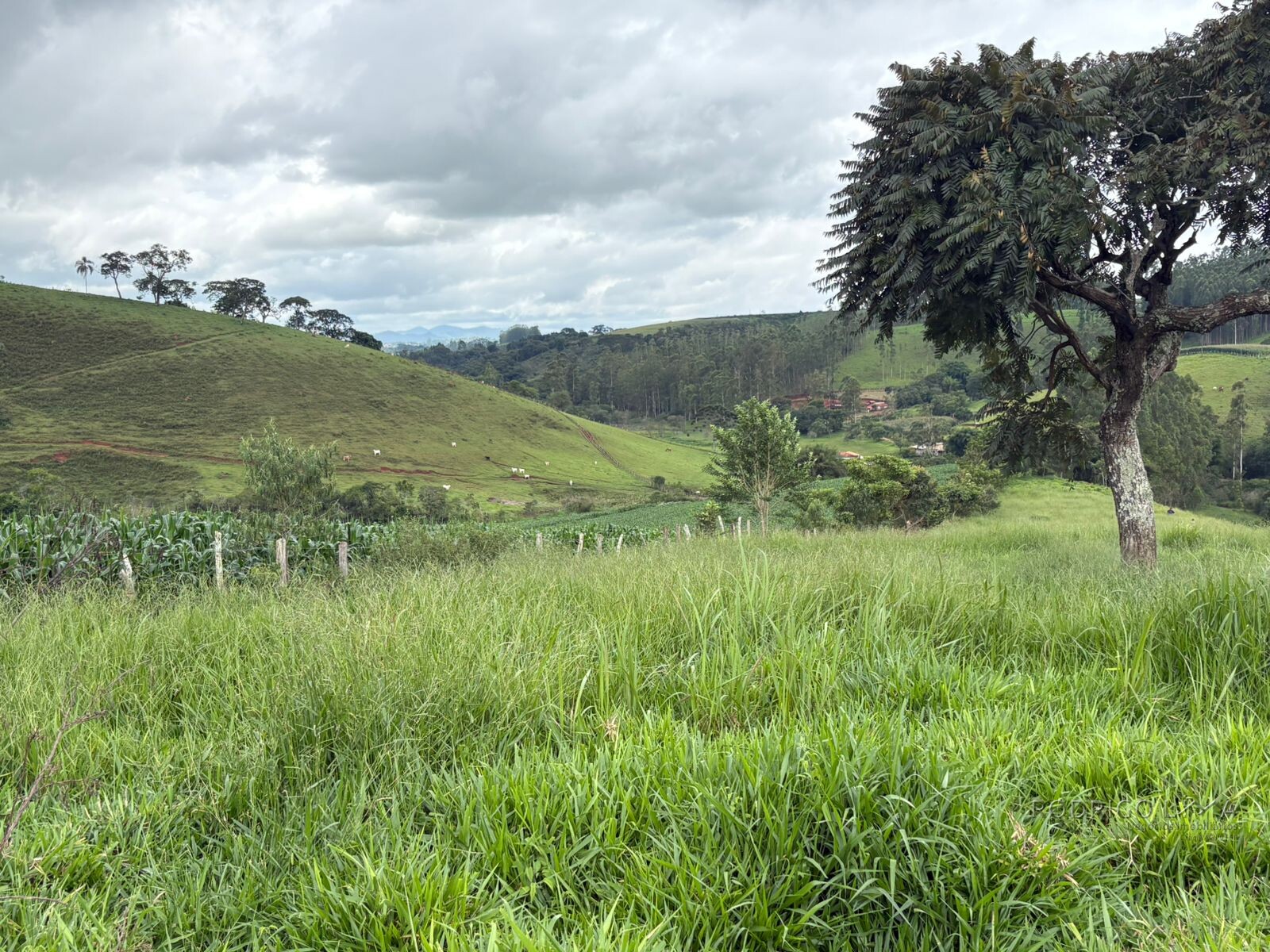 Área rural para venda em Dom Viçoso MG