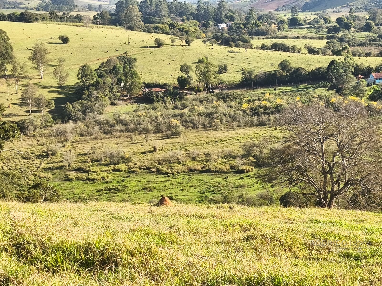 Área rural para venda em Dom Viçoso MG
