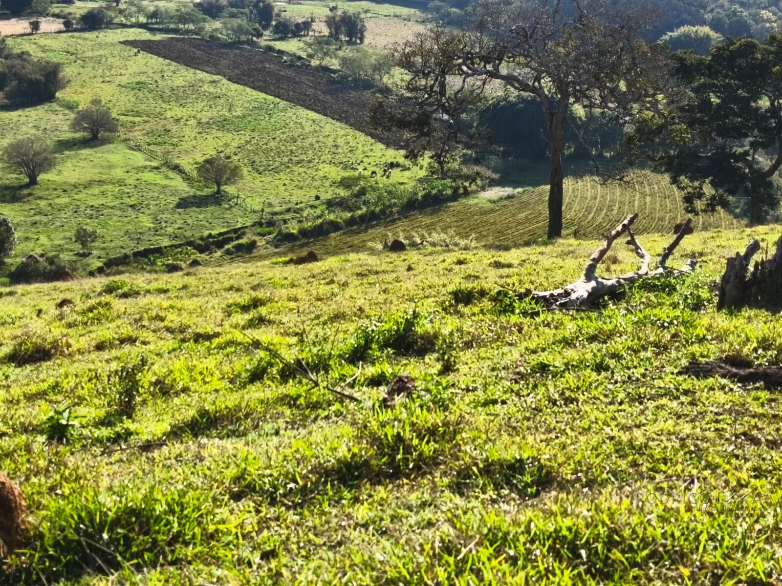 Área rural para venda em Dom Viçoso MG