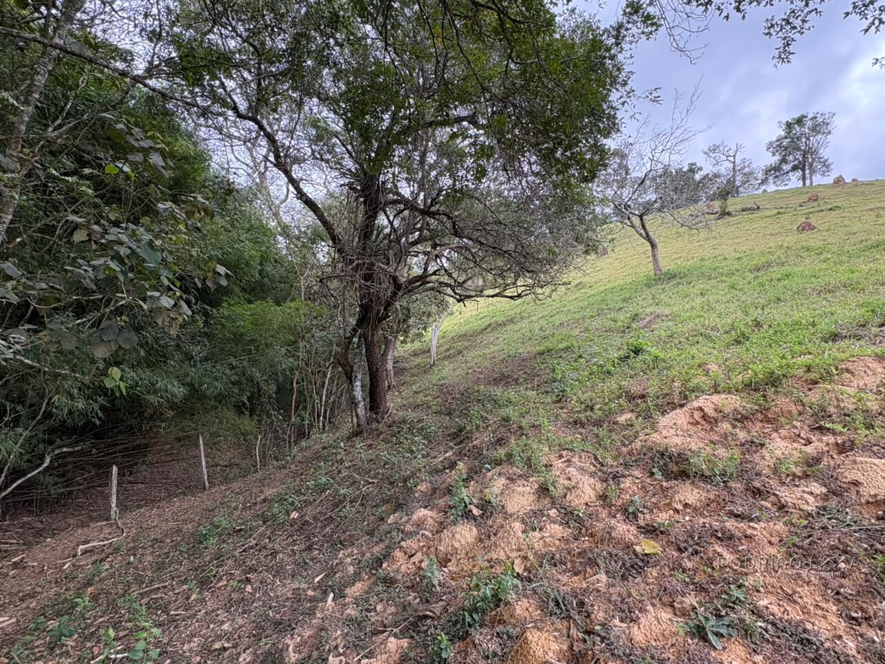 Área rural para venda em Dom Viçoso MG