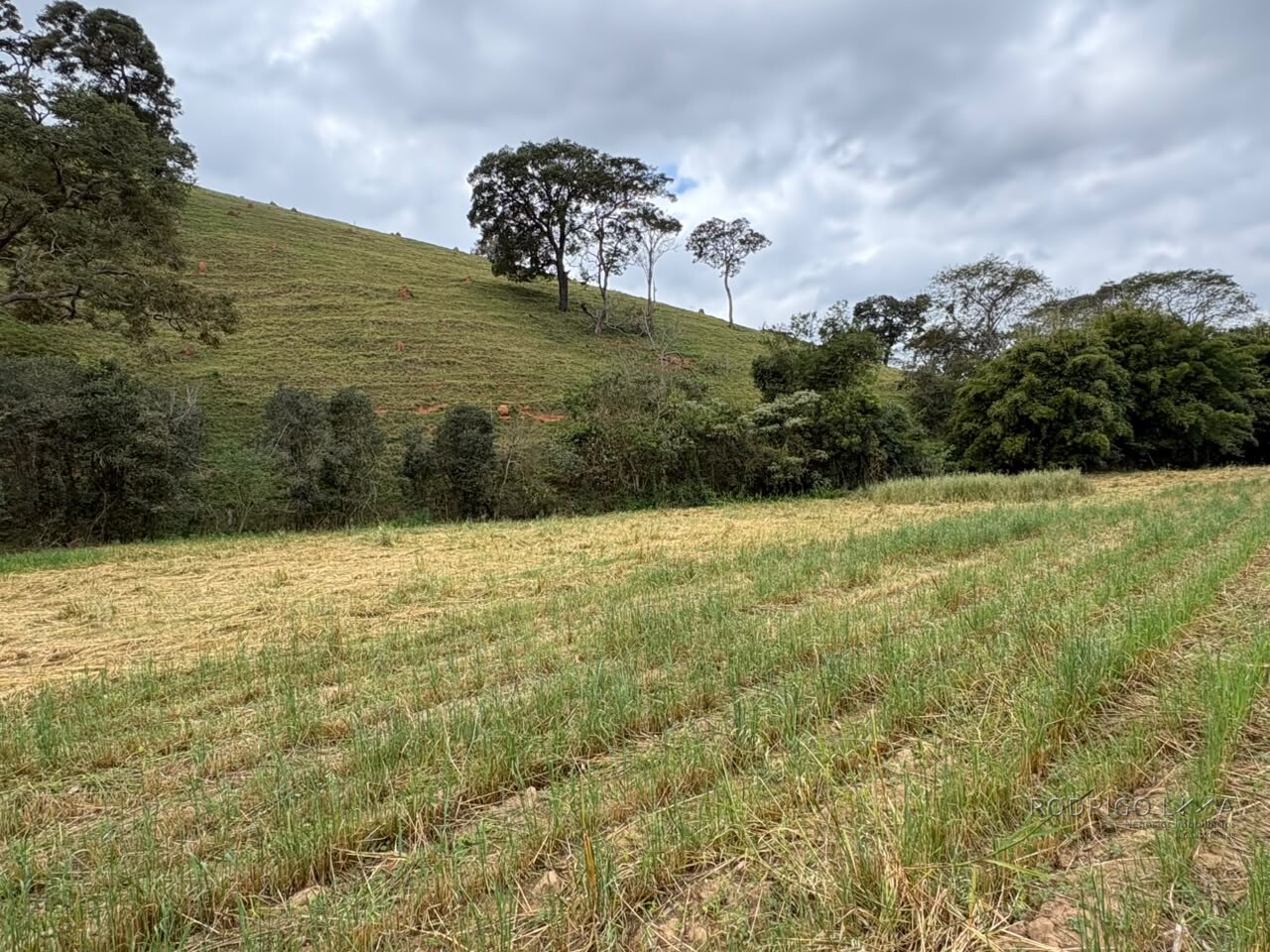 Área rural para venda em Dom Viçoso MG