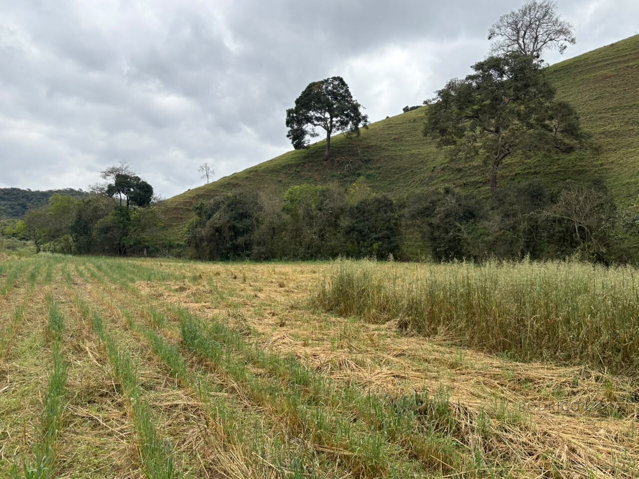 Área rural para venda em Dom Viçoso MG