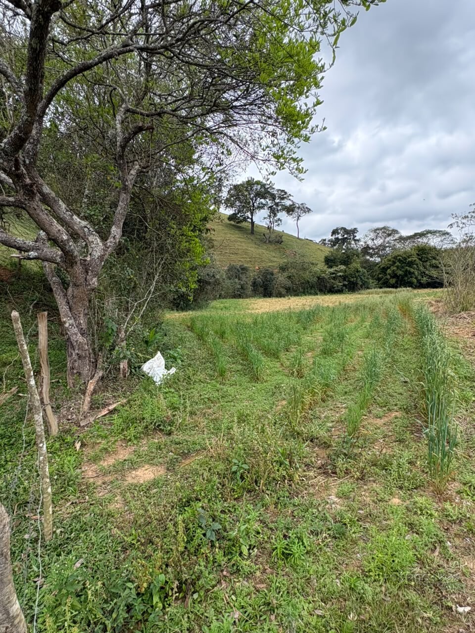 Área rural para venda em Dom Viçoso MG