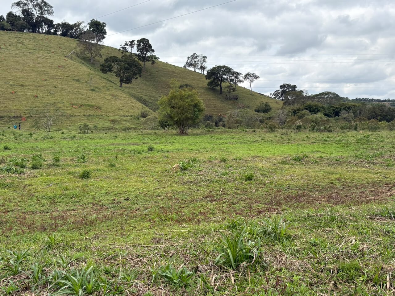 Área rural para venda em Dom Viçoso MG