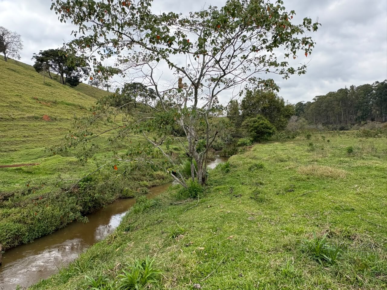 Área rural para venda em Dom Viçoso MG