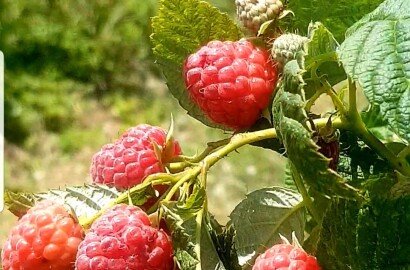 Fazenda para venda em Carvalhos MG