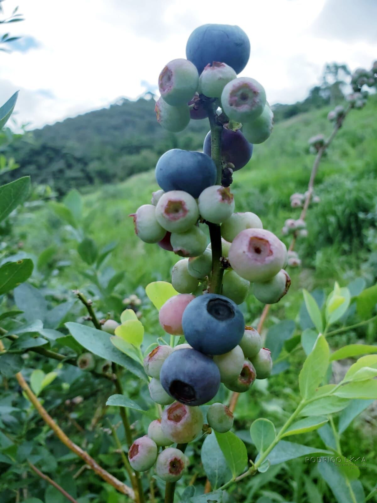 Fazenda para venda em Carvalhos MG