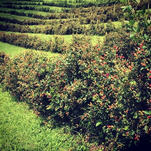 Fazenda para venda em Carvalhos MG