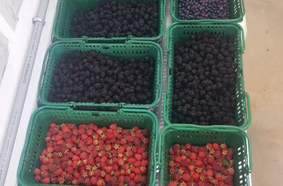 Fazenda para venda em Carvalhos MG