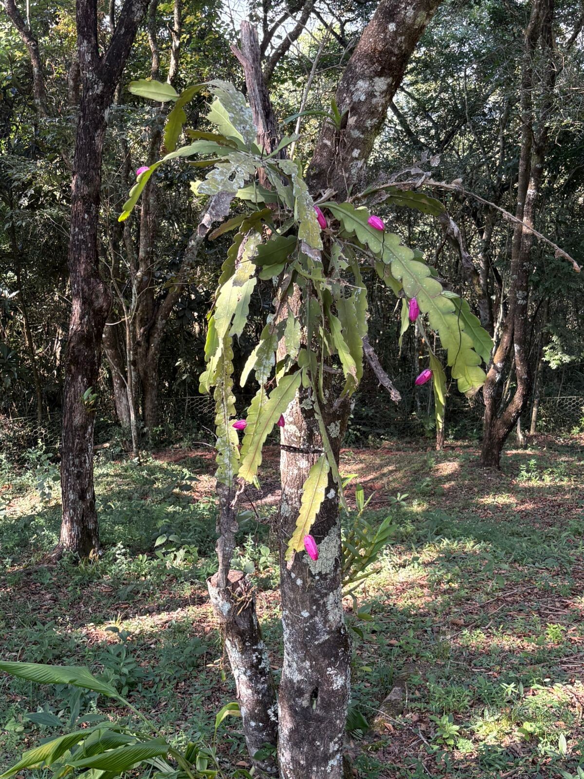 Lindo chalé para venda próximo a São Lourenço MG