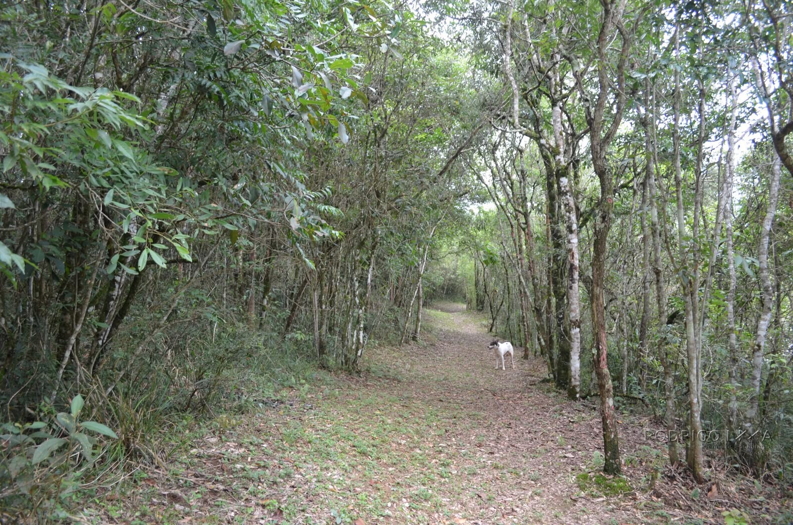 Fazenda para venda em Caldas MG