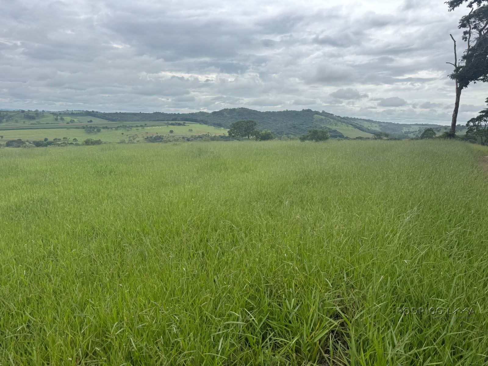 Fazenda para venda em Oliveira MG
