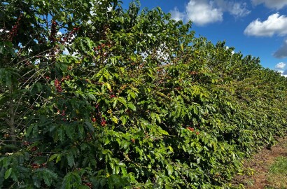 Fazenda para venda em Machado MG