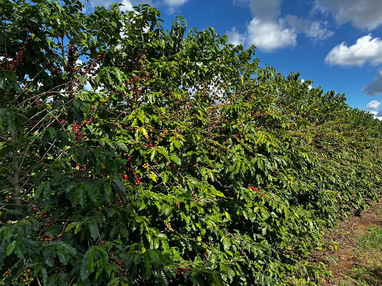 Fazenda para venda em Machado MG