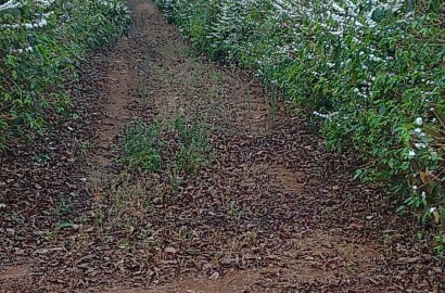 Fazenda para venda na região de Capelinha MG