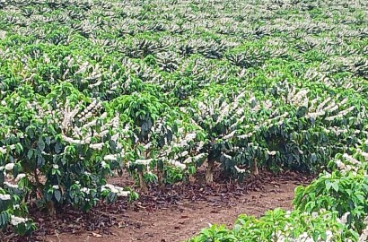 Fazenda para venda na região de Capelinha MG
