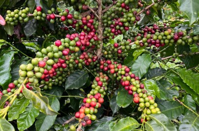 Fazenda para venda em Machado MG