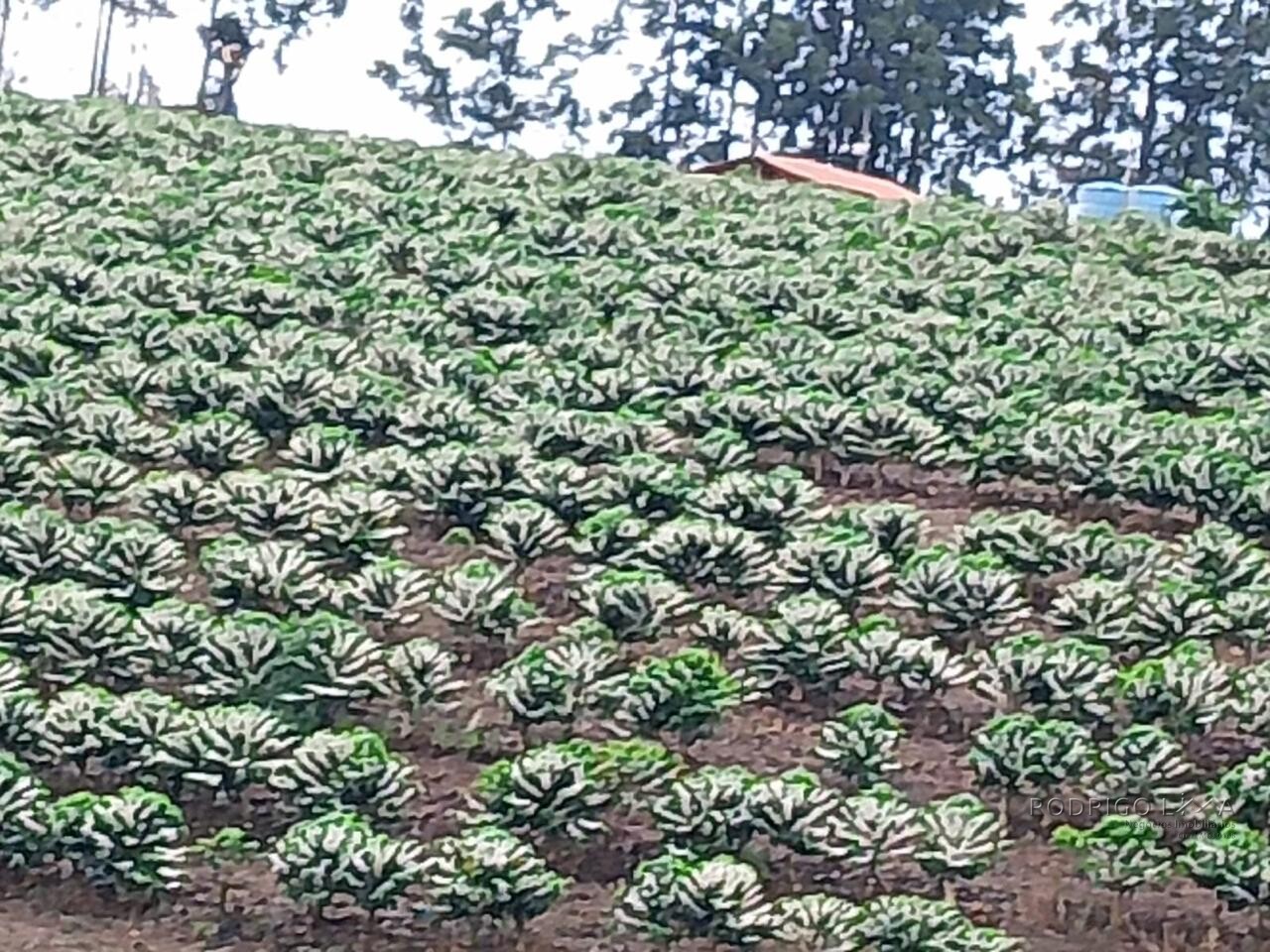 Fazenda para venda na região de Capelinha MG