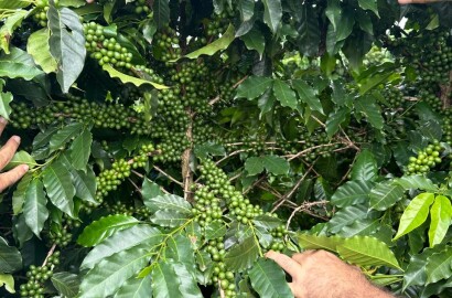 Fazenda para venda em Machado MG