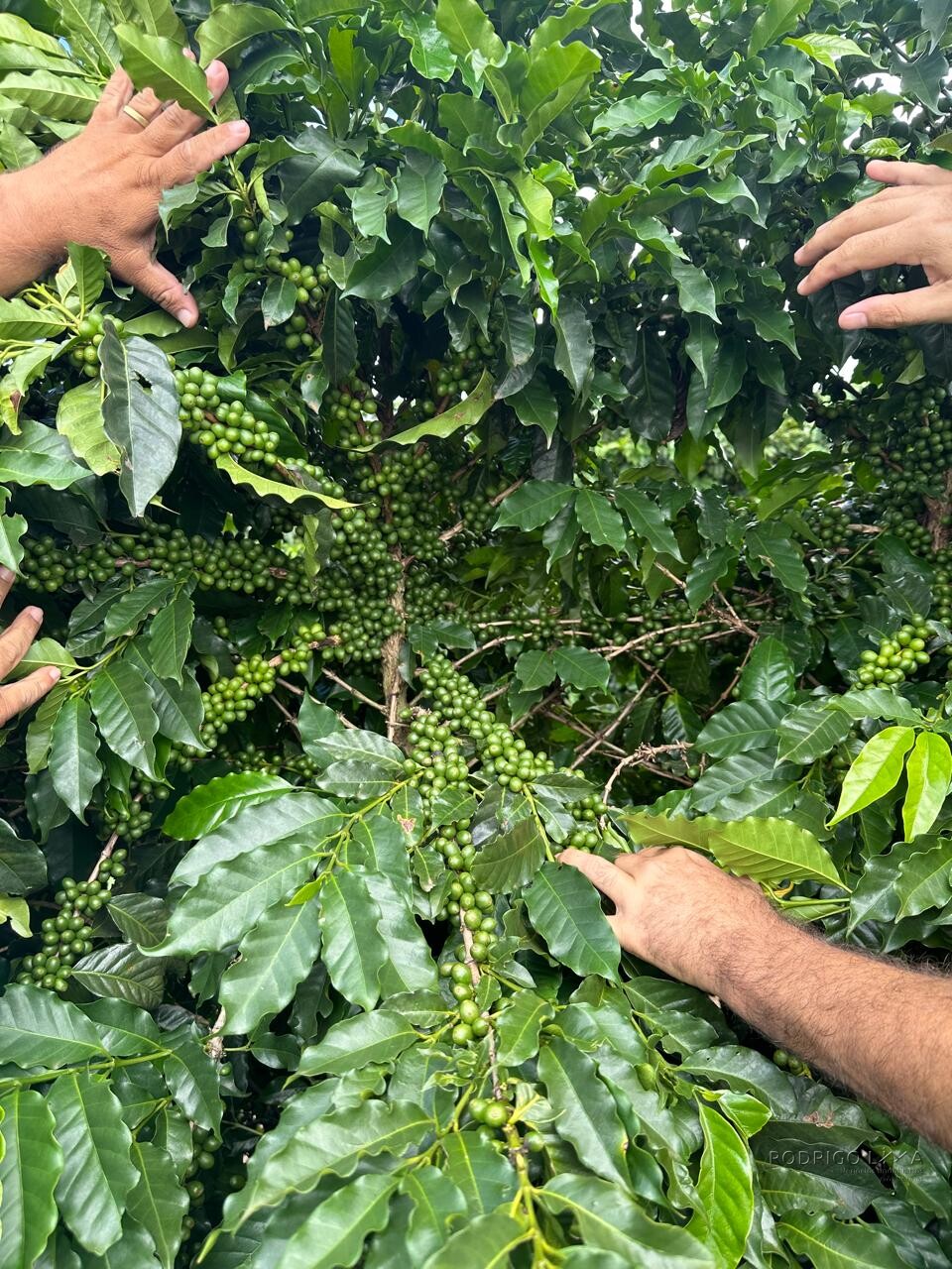 Fazenda para venda em Machado MG