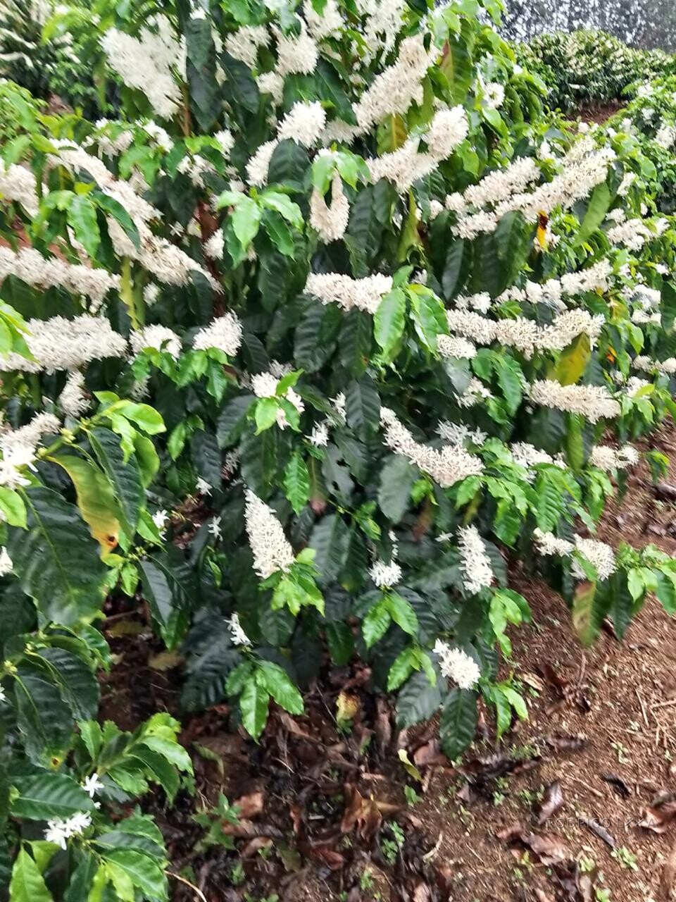 Fazenda para venda na região de Capelinha MG