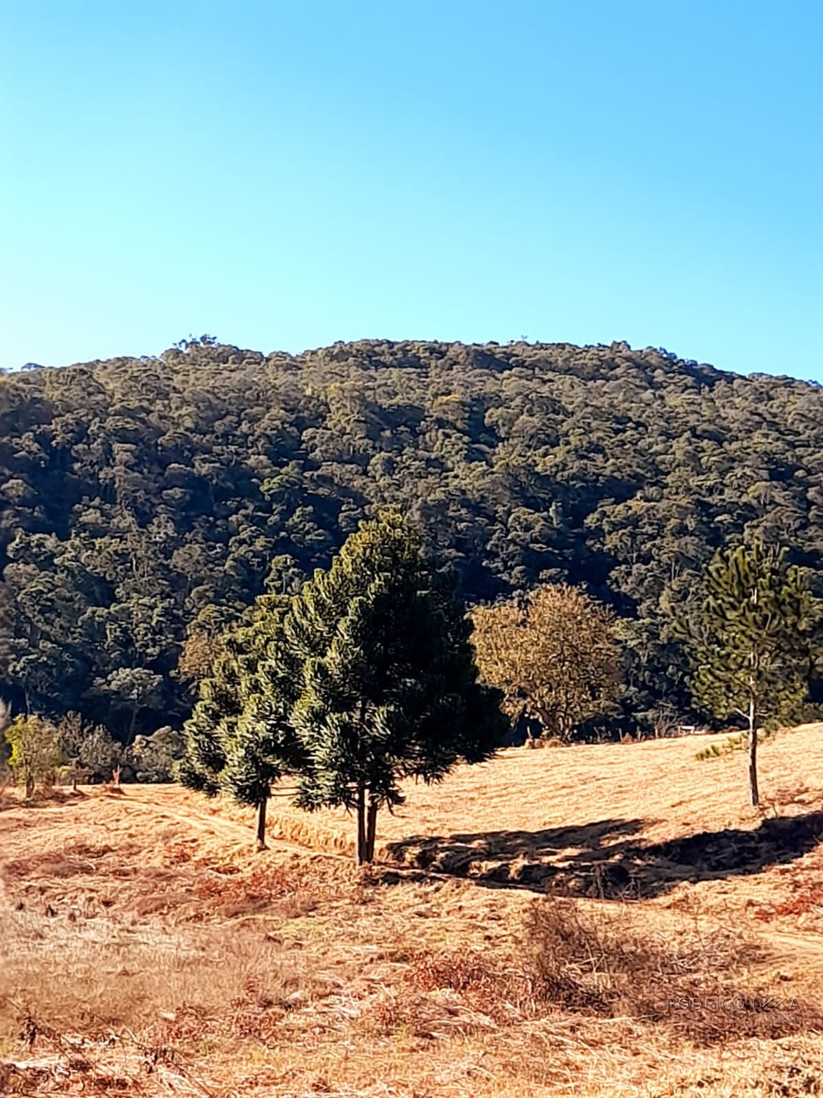 Fazenda para venda na região de  Carvalhos MG