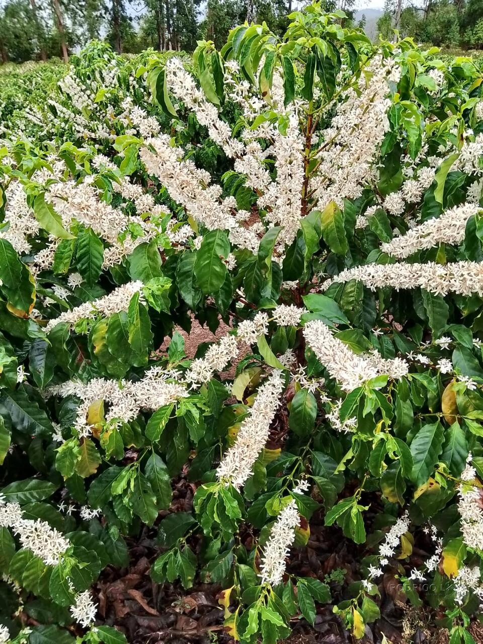 Fazenda para venda na região de Capelinha MG