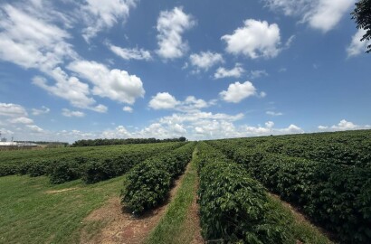 Fazenda para venda em Machado MG