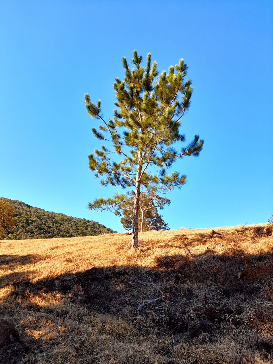Fazenda para venda na região de  Carvalhos MG