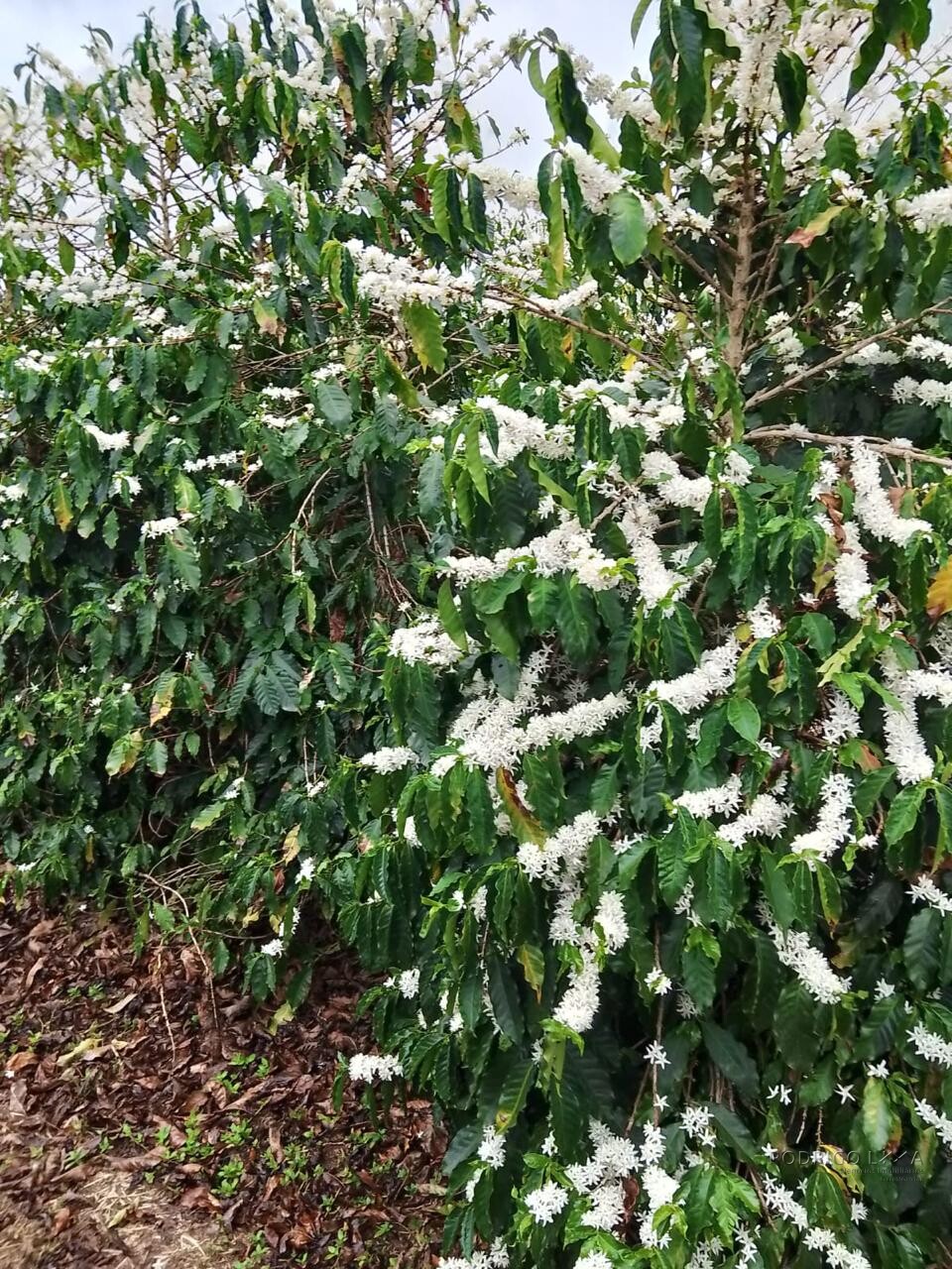 Fazenda para venda na região de Capelinha MG