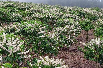 Fazenda para venda na região de Capelinha MG