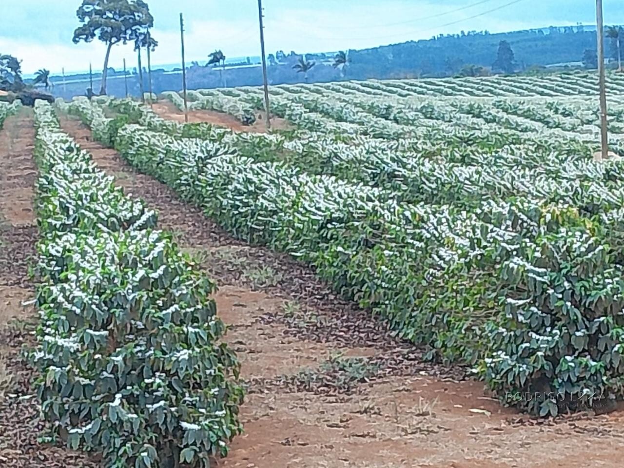 Fazenda para venda na região de Capelinha MG
