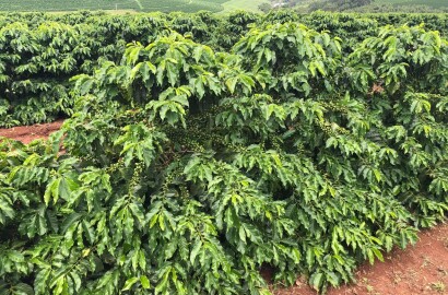 Fazenda para venda em Machado MG