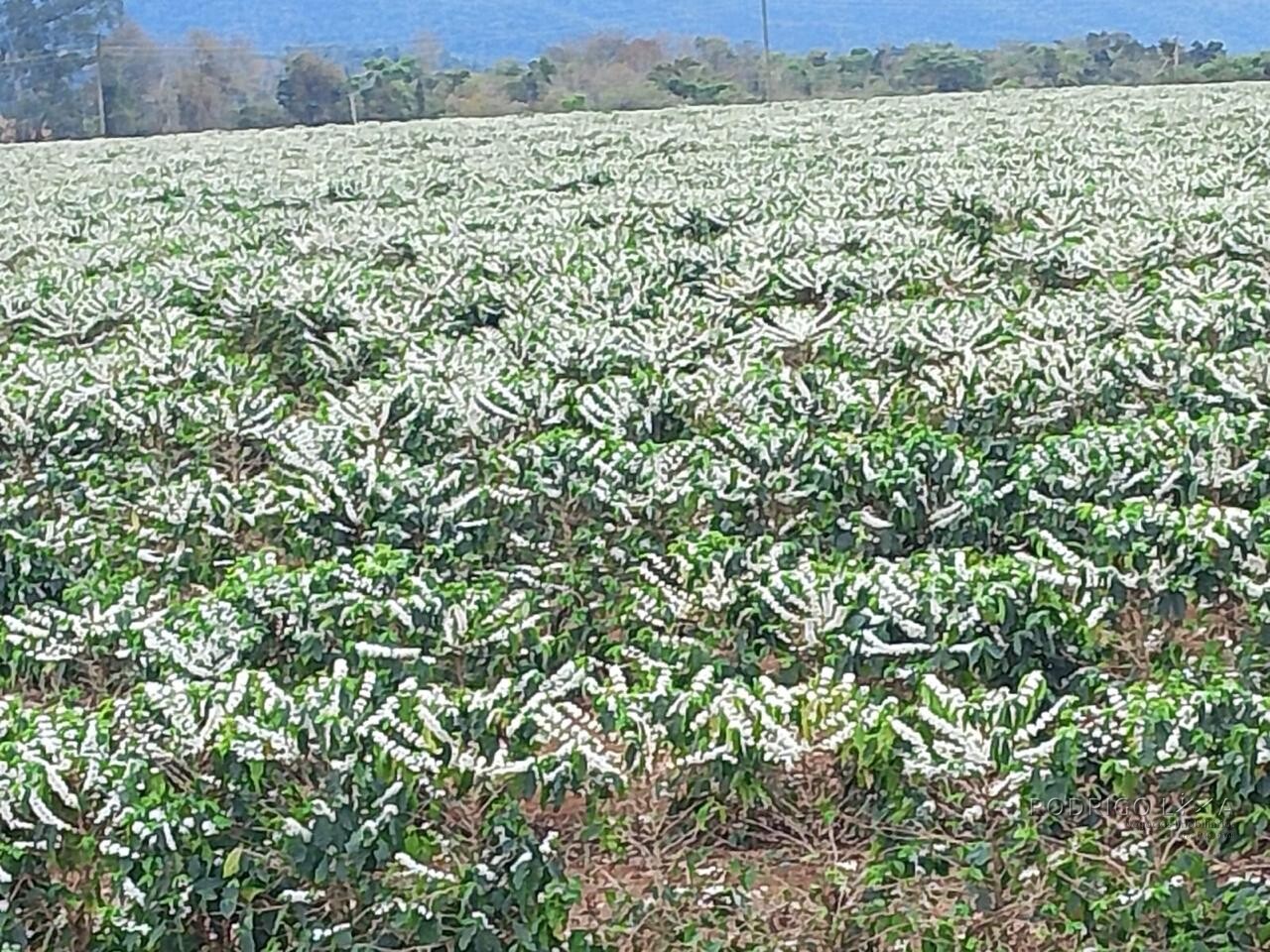 Fazenda para venda na região de Capelinha MG