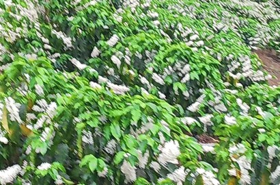 Fazenda para venda na região de Capelinha MG